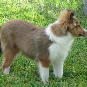 Enjoying her yard - 19 weeks