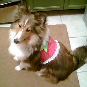 My sister made me this Christmas harness