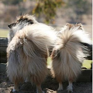 The cutest butts in Canberra