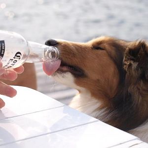 Everyone enjoys drinks on the dock at Happy Hour!
