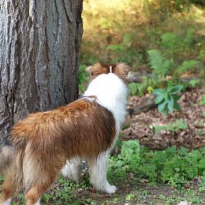 Stalking Indy!  Bacca scans behind the tree where Indy is hiding!  (Also wet puppy!  He was hosed down just a few minutes before)