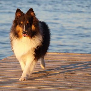 These docks are made for walking; walking is what I do, someday I'm gonna walk all over you....