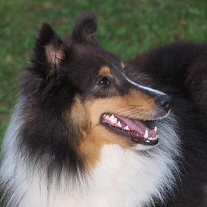 Sheltie Smile!