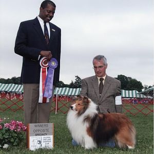 Annie's son,  AM/CA GCH Rabbit Run Cindahope Fair Trade (Mikey)
shown by Paul Capobianco
