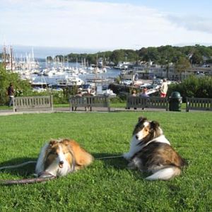 Joey and Bailey at the park in Camden, ME