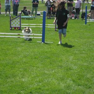 Vinca doing agility.