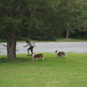 Sheltie games!  What's more fun that running around in circles on the front yard?