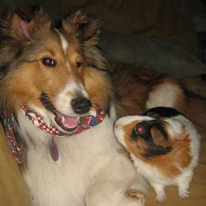 Chloe hanging out with one of our guinea pigs, Woody :-)
