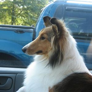 Chloe arriving at the Sheltie Picnic....so excited to see so many faces that look just like her!!!