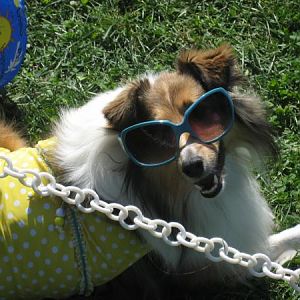 Vinca wearing her shades at the Sheltie rescue picnic's costume parade