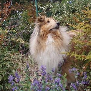 Deska in the catnip, growling at the planes