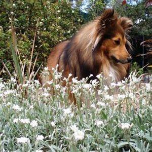 Tully in the 'snow in summer'