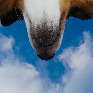 lookingup