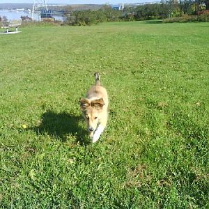 dogpark 033