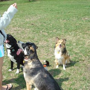 April 09 004
DogPark Grin