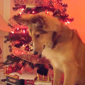december 08
First Christmas