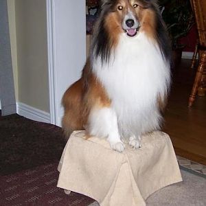 Sitting