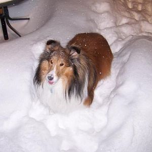 I love to eat snow.
