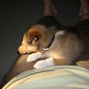 September sleeping on my lap