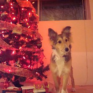 Baby Toffee first Christmas