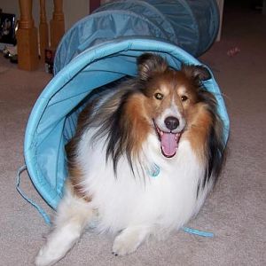 I love my tunnel toy.