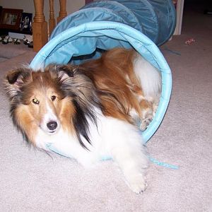 I love my tunnel toy.