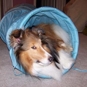 I love my tunnel toy.