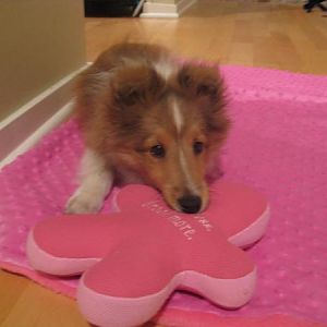new toy and blanket!