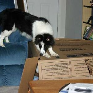 Ooops the box is tearing... not a little puppy anymore!