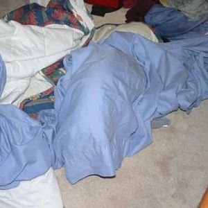 Blue ghost or a sheltie causing trouble?