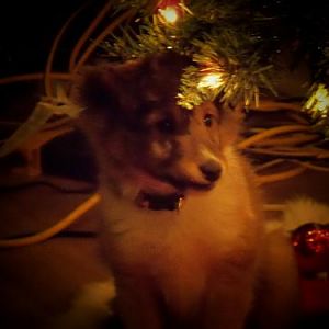 3372 Gus Under the tree!
