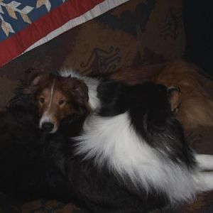 Tuckered Out!  Turkey makes us soo-o-o-o sleepy!