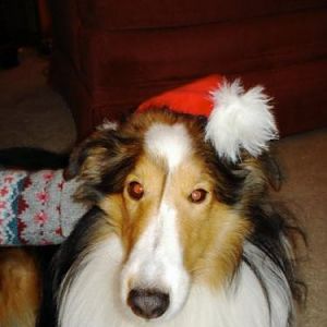 BaileyChristmas