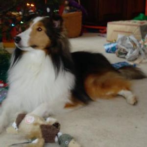 BaileyChristmas2