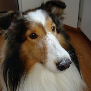 Baileyflourface