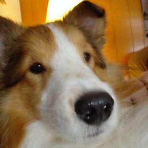 Joey close up