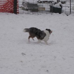 Isn't she beautiful running through the snow?