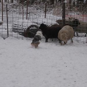 Deja having fun with the sheep.