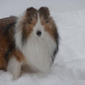 I can't see!  The snow's in my eyes...