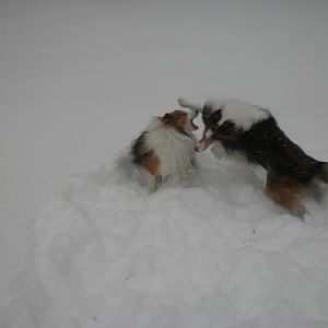 Joey and Bailey mixing it up!