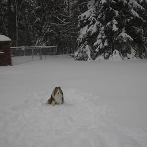 Little Joey, big snow