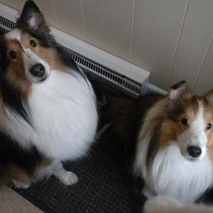 Bailey and Joey in their "sits" waiting patiently for me to open the door...
