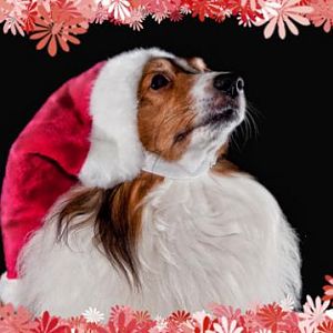 xmas mally