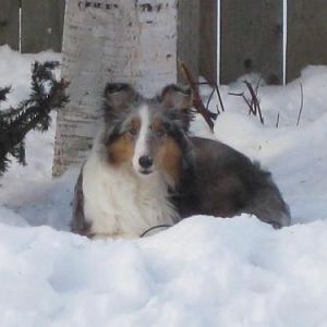 Deja loves laying in the snow.