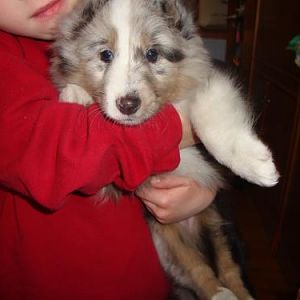 This is our new baby, Dandie