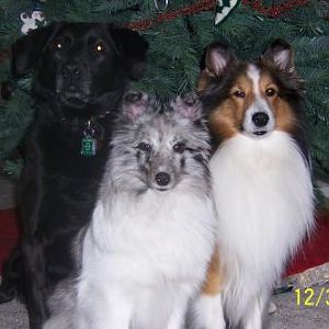 My dog angel Jazz, Ember and Justice xmas 2005
