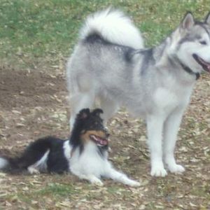 Diva and her malamute sister Kiva