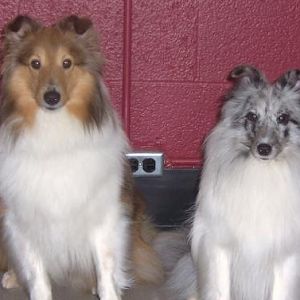 Ember and sister Duchie