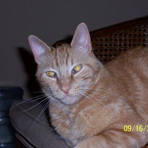 Tanner my cat