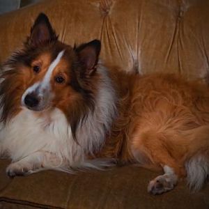 Mally and the gold couch.
